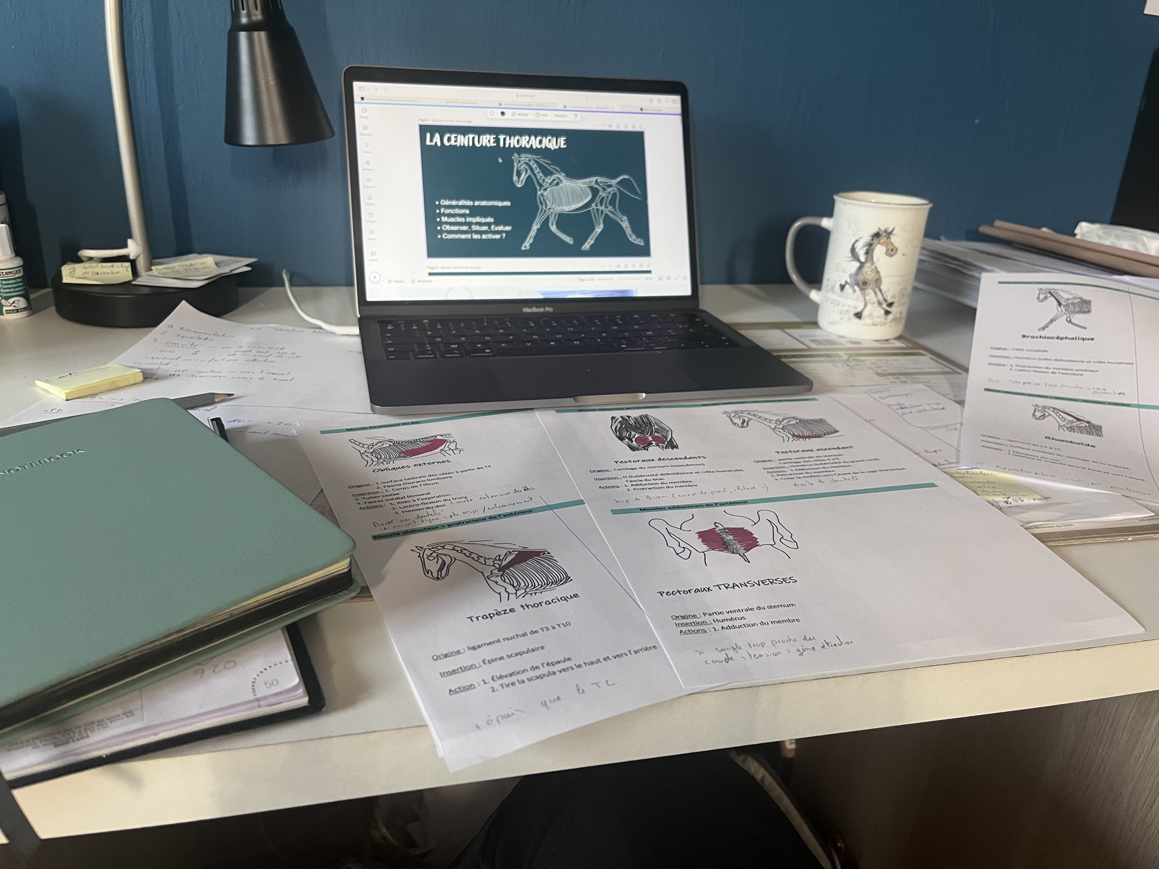 préparation stage biomecanique